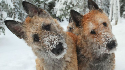 perro belga Raza en peligro de extinción: quedan 1.000 cachorros en el mundo de un tipo de can. (Foto: Pinterest)