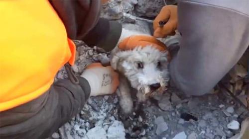 rescate perrito rescate perrito