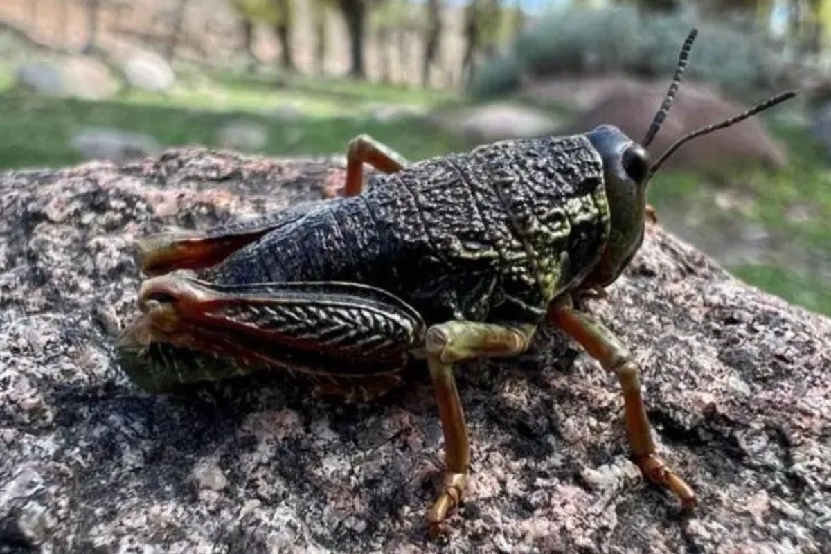 Tucura sapo, el insecto que preocupa a los productores agropecuario© WEB 