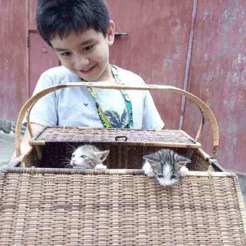 niño animales3 niño animales3