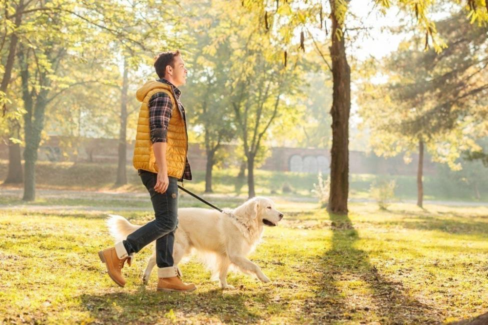 dar un paseo dar un paseo
