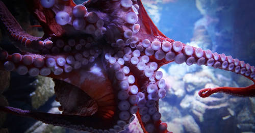 tentaculos de un calamar gigante
