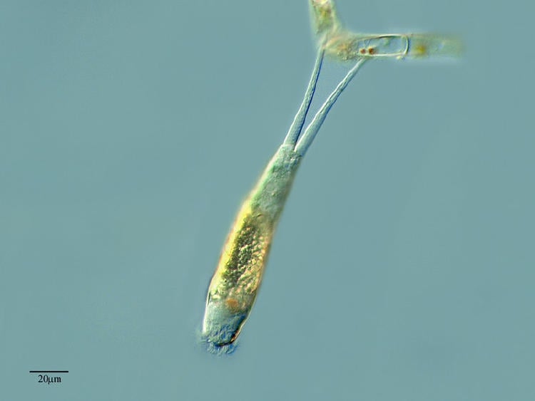 Un animal microscópico volvió a la vida tras pasar 24.000 años bajo el hielo
