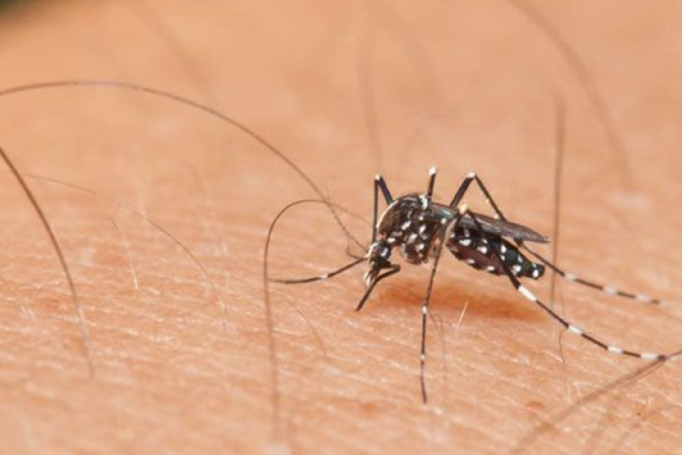 mosquito Imagen: Pinterest