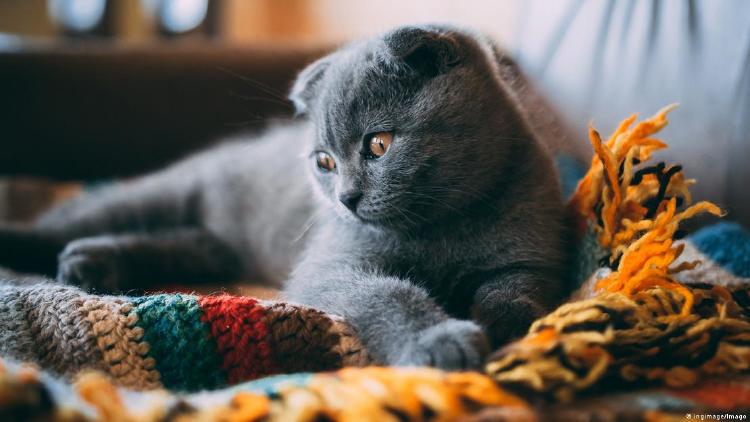 65895665_906 65895665_906