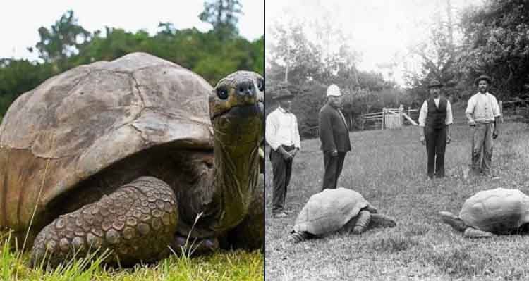 tortuga mas antigua del mundo