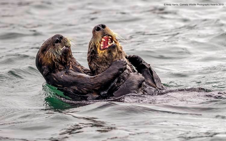 Andy Harris Sea Otter tickle fight