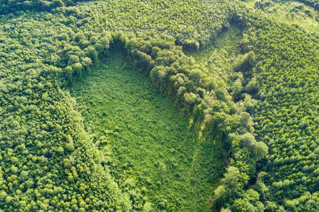 vista aerea arriba abajo bosque verde verano gran area arboles talados como resultado industria mundial deforestacion influencia humana nociva ecologia mundial_127089 3612
