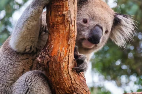 koala Polémica en Australia por la eutanasia de 750 koalas a tiros tras un incendio. (Foto: Pinterest)