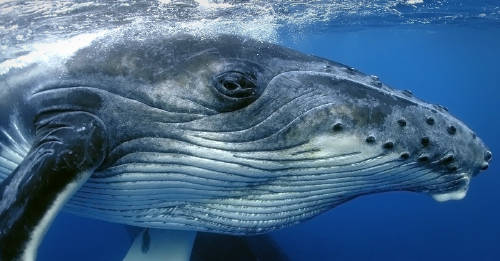 A pesar de las críticas y preocupaciones, Japón volvió a cazar ballenas con fine