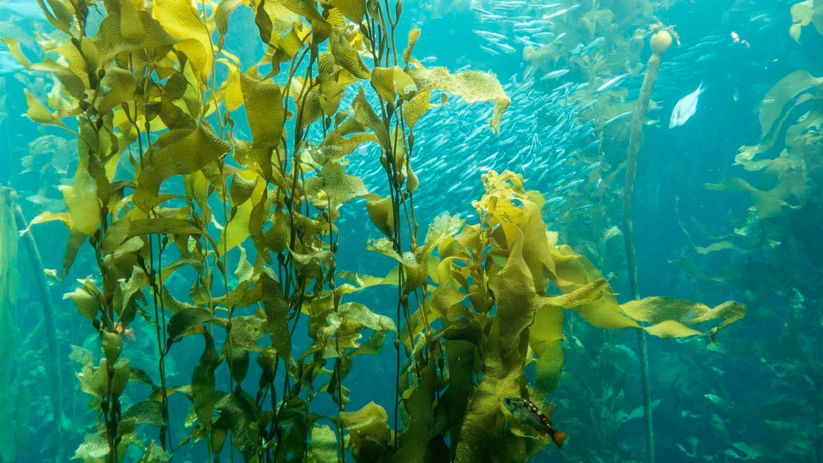 Las algas marinas, la posible clave de la agricultura regenerativa