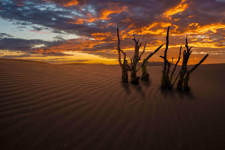 desierto desertificacion