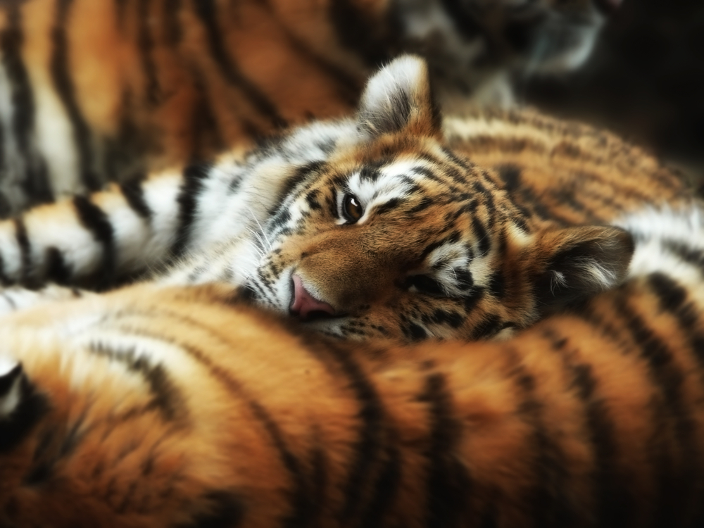 Un tigre duerme sobre su madre