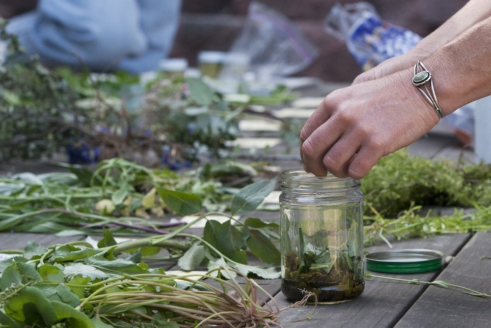 Las 50 Mejores Plantas Medicinales Sus Efectos Y