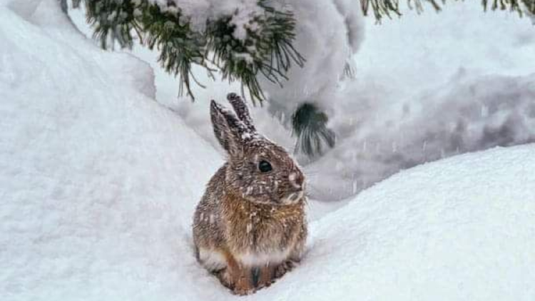 conejo de cola algodon Este estudio se enmarca dentro de una iniciativa mundial motivada por la organización sin ánimo de lucro Re:wild, (Foto: Pinterest)
