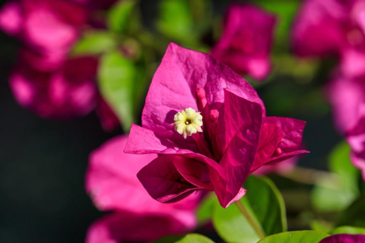 buganvilla buganvilla