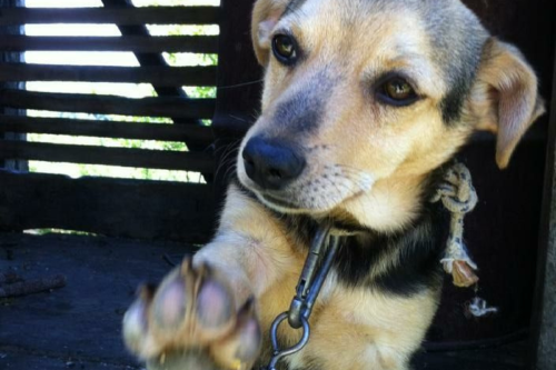 perro con cadena Imagen: Pinterest