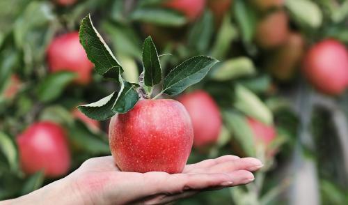 Manzana: ¿Cuántas calorías tiene una? Tipos y propiedades