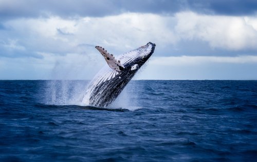 ballenas shutterstock_776180275 ballenas shutterstock_776180275