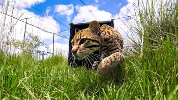 Ocelote Balam 01 Fundación Rewilding Argentina Ocelote Balam 01 Fundación Rewilding Argentina