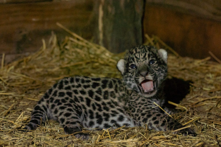 Yaguarete Cachorros Tania y Qaramta Matias Rebak Rewilding Argentina Cachorros Tania 122 768x512 Yaguarete Cachorros Tania y Qaramta Matias Rebak Rewilding Argentina Cachorros Tania 122 768x512