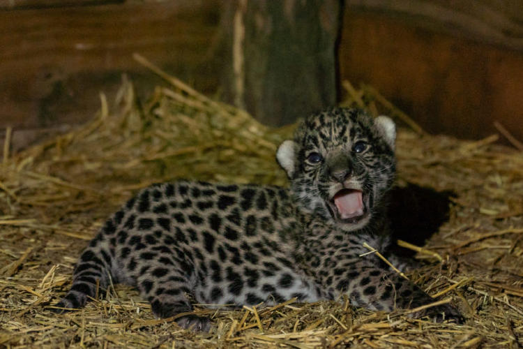 Yaguarete Cachorros Tania y Qaramta Matias Rebak Rewilding Argentina Cachorros Tania 122 768x512