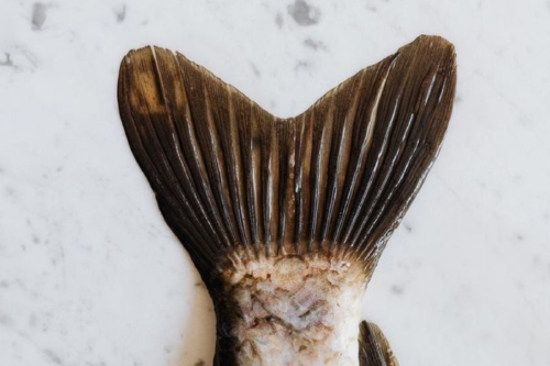 pez En tu plato: el Mercurio es el veneno invisible que comes sin saberlo. (Foto: Pinterest)