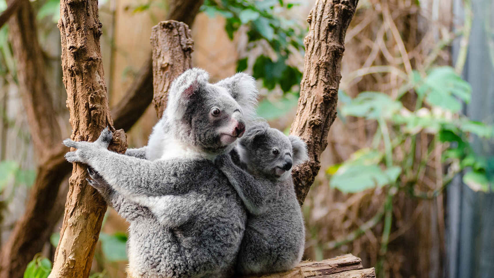 koalas peligro