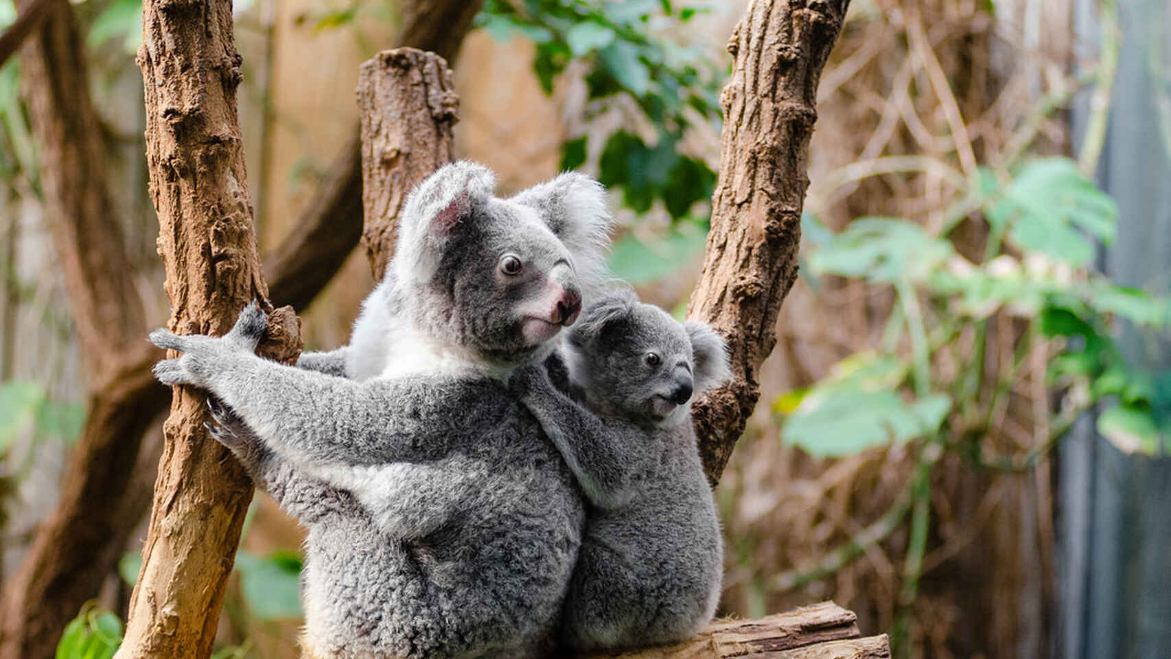 koalas peligro koalas peligro