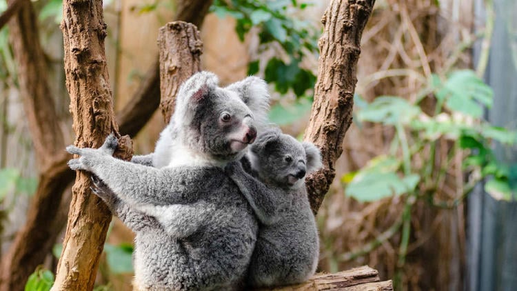 koalas peligro