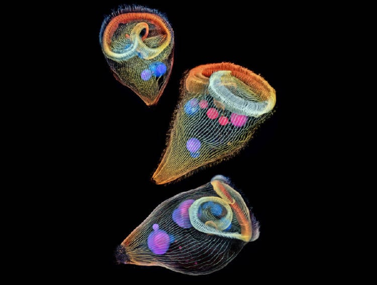 2 Dr. Igor Siwanowicz Nikon Small World Photomicrography Competition