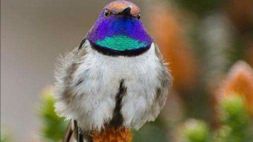 colibri Hallan colibríes anidando y durmiendo juntos por primera vez (Foto : Pinterest)