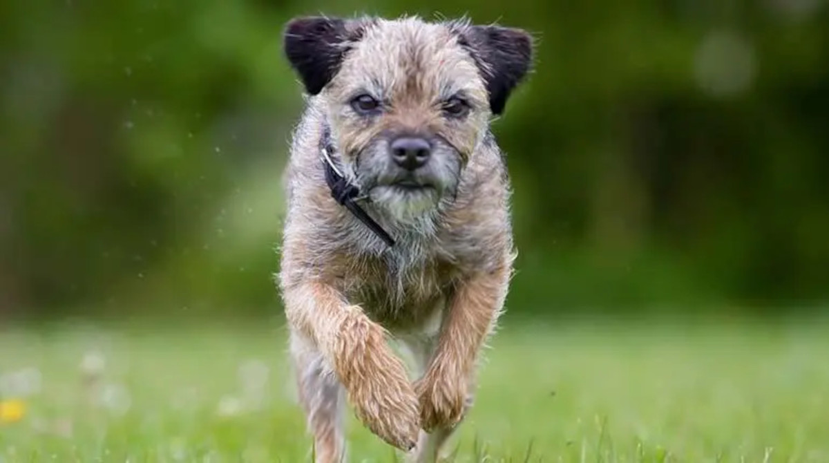 perrita lucky2 perrita lucky2