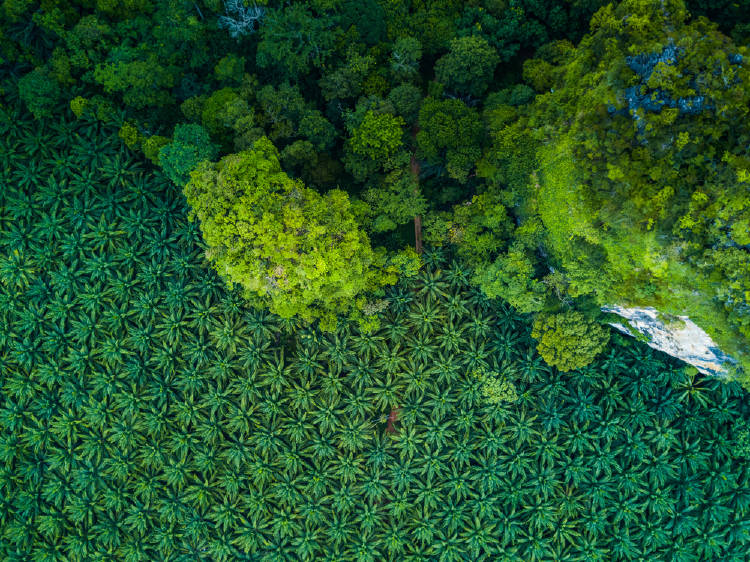 palma produccion de aceite de palma