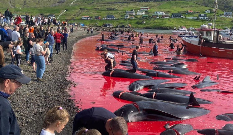 ballenas feroe ballenas feroe