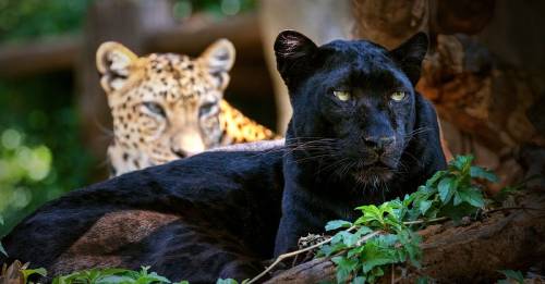 por primera vez en 100 años aparece leopardo negro africa mito