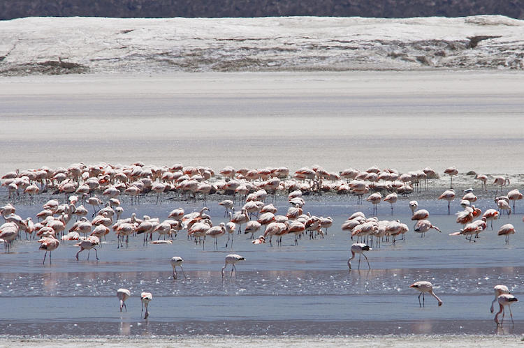 Salar de Atacama Flamecos Flamencos en el Salar de Atacama