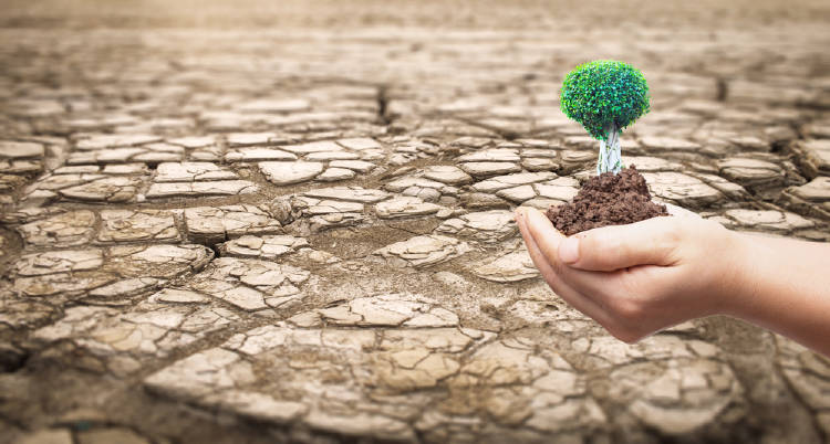 desierto desertificacion plantar arboles