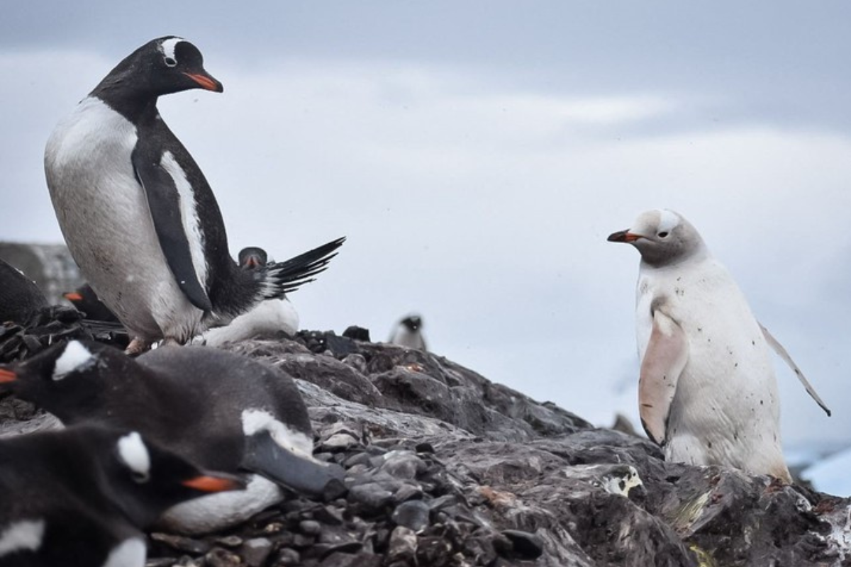 1. Un pingüino papua, una de las especies amenazadas por la gripe aviar en la Antártida.Foto AFP / Hugo Barrios Imagen: 2/3 (Imagen: clarin.com.ar)