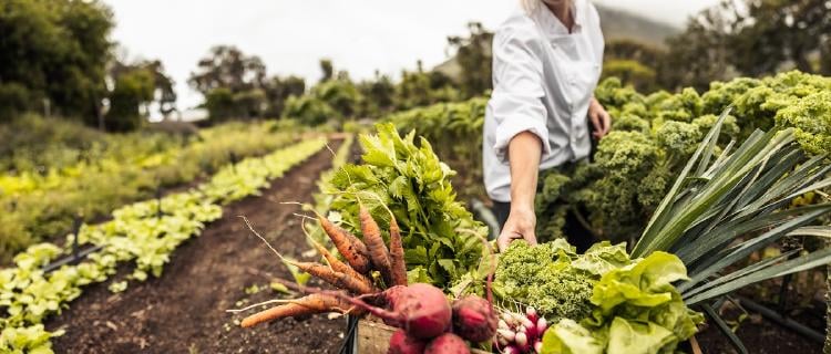 Jardinería