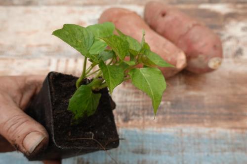 Depositphotos_728106952_XL (1) plantin de batatas