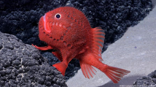 68398219_1004 68398219_1004