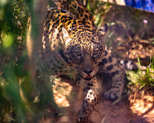 yaguareté yaguareté