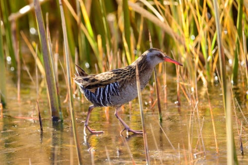 Una gallineta austral camina entre los juncales del Cañadón Caracoles del Parque Patagonia. Foto de Franco Bucci para Fundación Rewilding Argentina Una gallineta austral camina entre los juncales del Cañadón Caracoles del Parque Patagonia. Foto de Franco Bucci para Fundación Rewilding Argentina