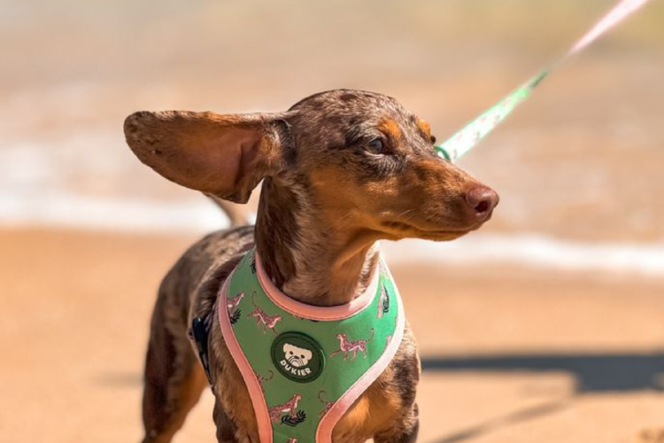 perro arnes Si se trata de perros de morfología muy estrecha o alargada, por ejemplo, es vital elegir arneses anti escape porque pueden llegar a quitárselo con facilidad. (Foto: Pinterest)
