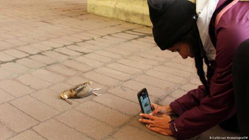 Edificios de cristal peligro para las aves migratorias mujer fotografiando ave muertas producto del choque contra una ventana de cristal de un edificio N.Y.
