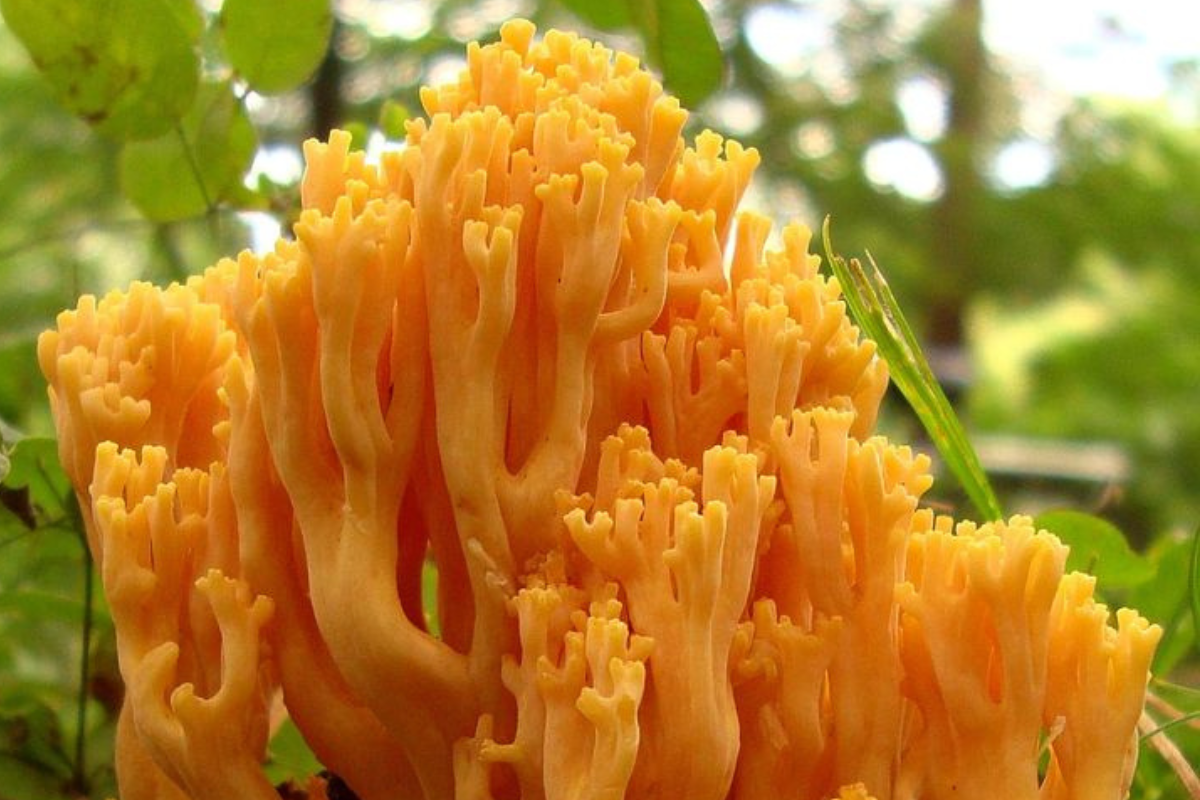 hongo Massospora: el control sexual en las cigarras se trata de un parásito tan fascinante como aterrador, que está captando la atención de científicos. (Foto: Pinterest)