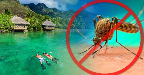 unicos lugares en el mundo no hay  mosquitos