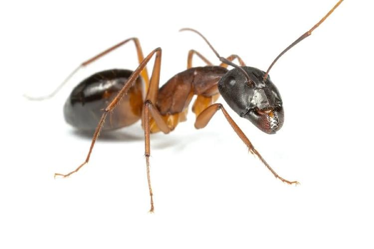 hormiga “Al rescatar a las heridas, ahorran una enorme cantidad de energía a nivel de la colonia”, dijo Frank.Credit...Bart Zijlstra (fuente: nytimes.com)