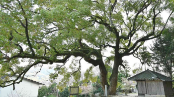 árbol japón